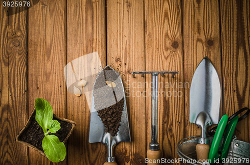 Image of Still-life with sprouts and the garden tool, the top view