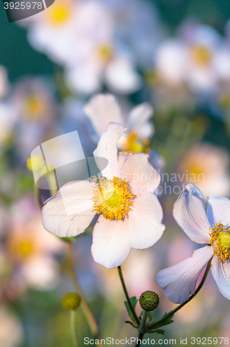 Image of Japanese Anemone flowers in the garden, close up