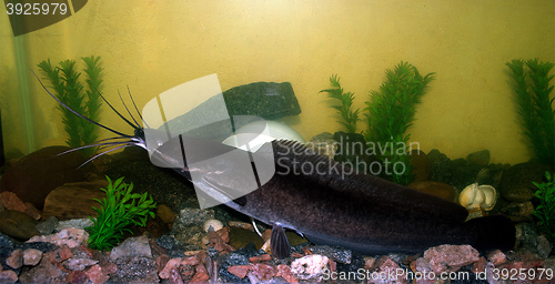 Image of African catfish in the aquarium