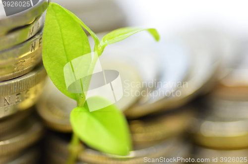 Image of Plant and lot of coins