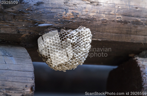 Image of empty wasp cell