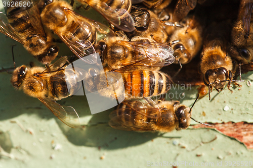 Image of honey bees at the entrance to the hive