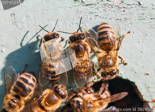 Image of honey bees at the entrance to the hive