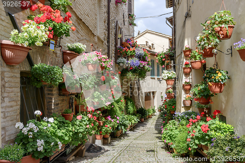 Image of Flowers in side street Spello