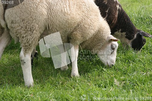 Image of Sheep