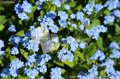 Image of Forget-me-not