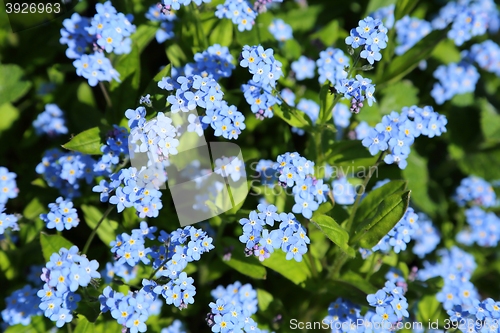 Image of Forget-me-not