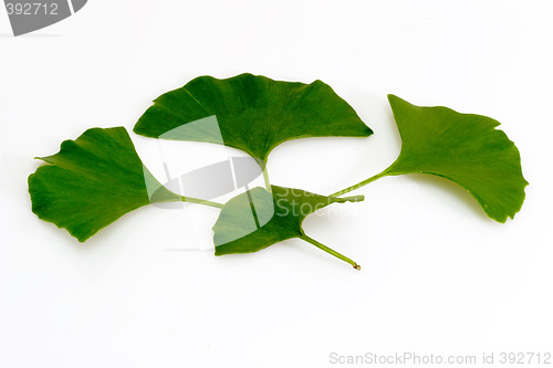 Image of Ginkgo biloba leafs