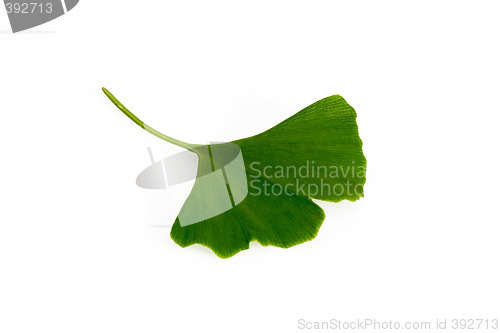Image of Ginkgo leaf