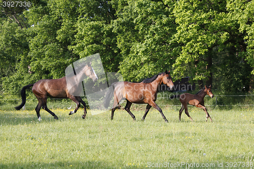 Image of Horses on pasture