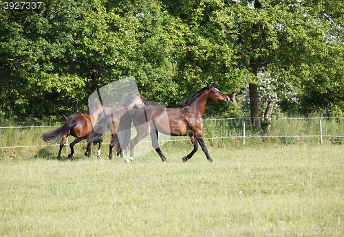 Image of Horses on pasture