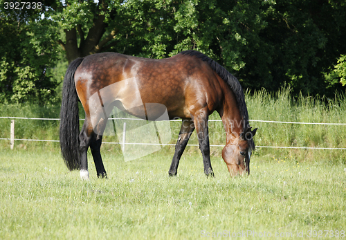 Image of Horse is eating on pasture