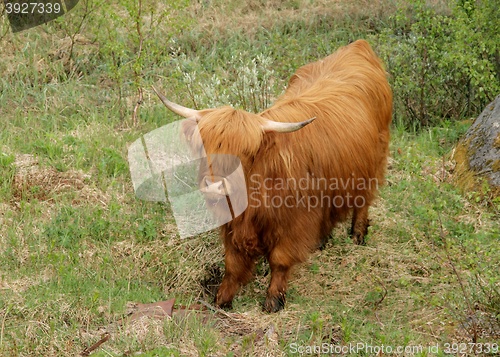 Image of Scottish highland cow