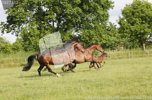 Image of Horses running on pasture