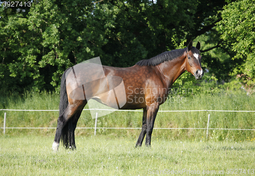 Image of noble Holstein mare