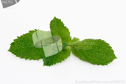 Image of Peppermint