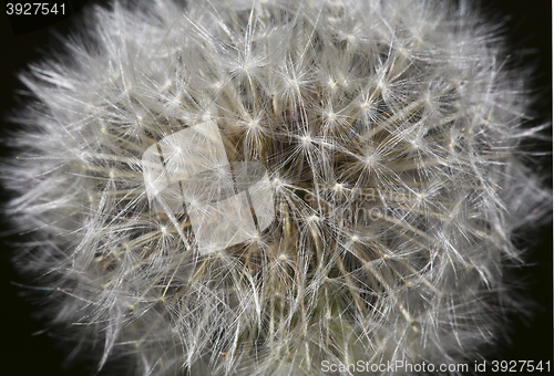 Image of Blow Ball Macro