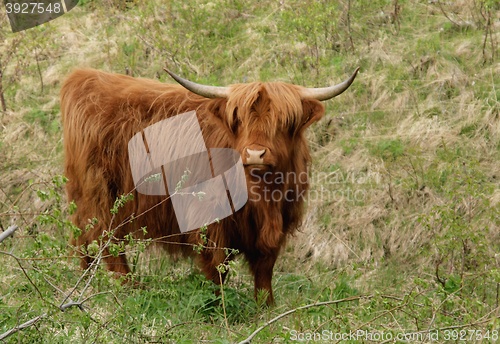 Image of Scottish highland cow