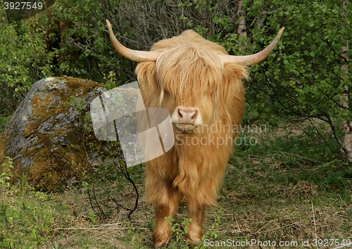 Image of Scottish highland cow