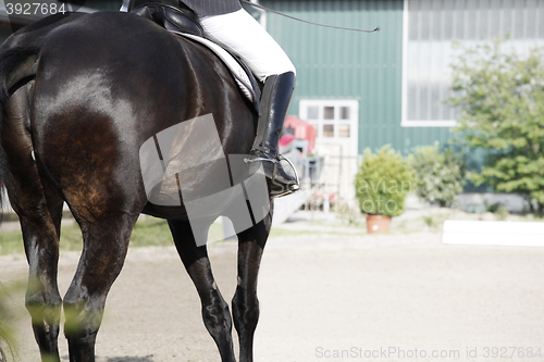 Image of Horse from behind