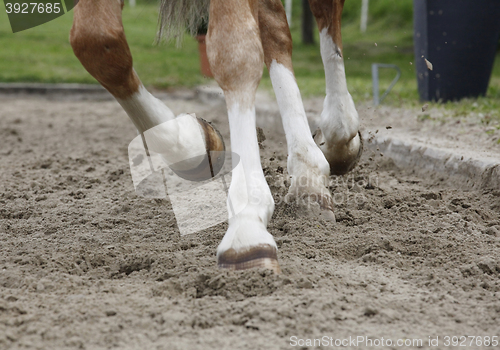 Image of Riding arena floor