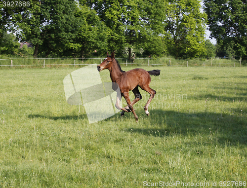 Image of Foal gallops on pasture