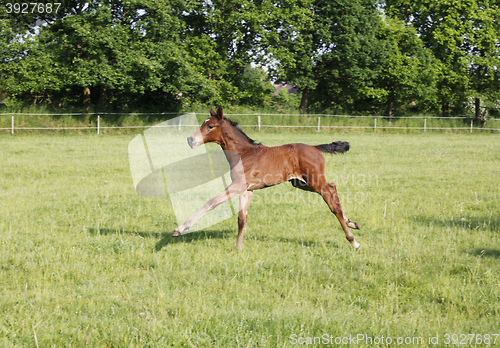 Image of Foals playing on pasture