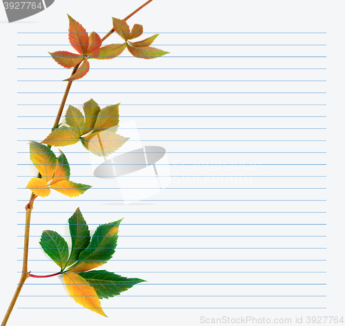 Image of Multicolor branch of grapes leaves on notebook paper