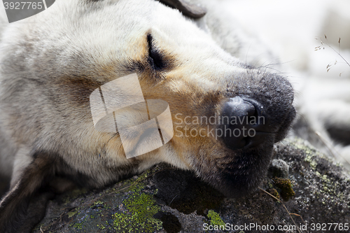 Image of Homeless dog sleeps on stone