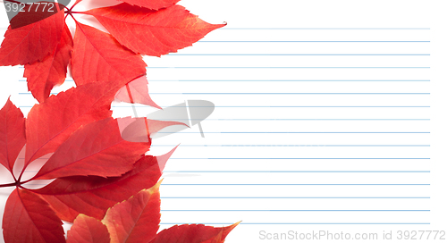 Image of Red virginia creeper leaves and notebook paper