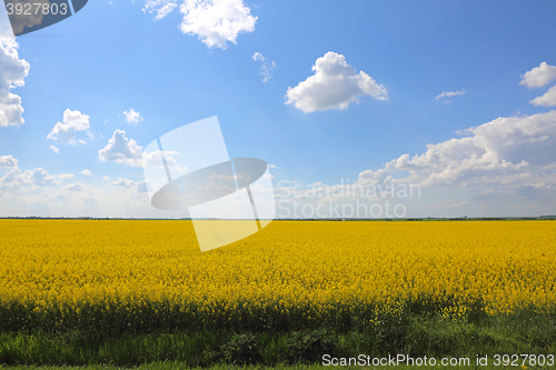Image of Field of Rapeseed