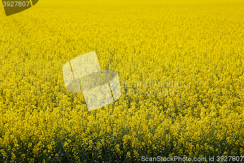 Image of Canola field