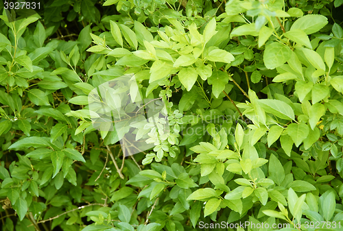 Image of green leaves background