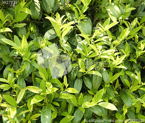 Image of green leaves background