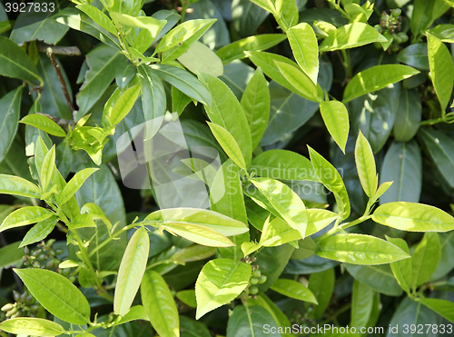 Image of green leaves background