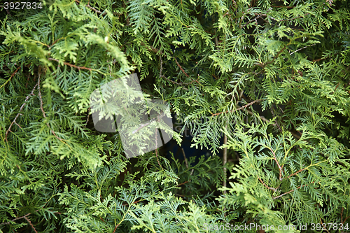 Image of green thuja leaves background