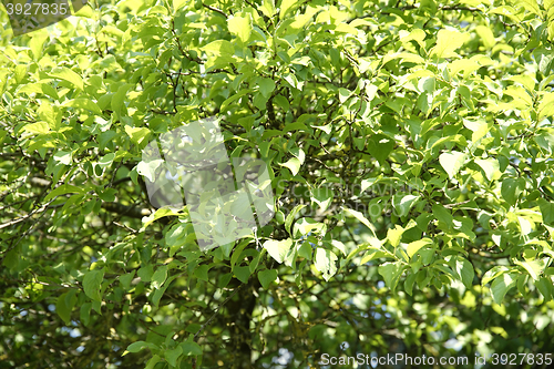 Image of green leaves background