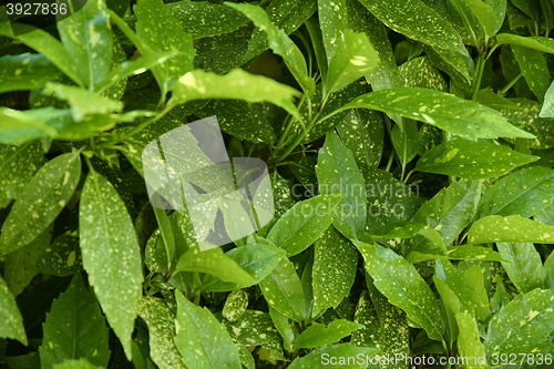 Image of green leaves background