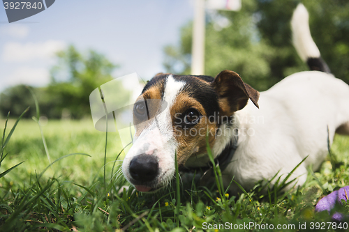 Image of dog lies on the grass