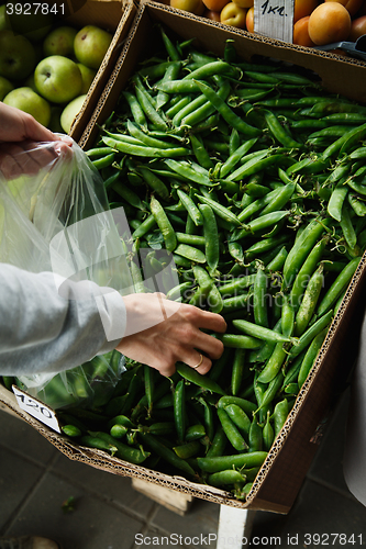 Image of the female lays pea pods in a package