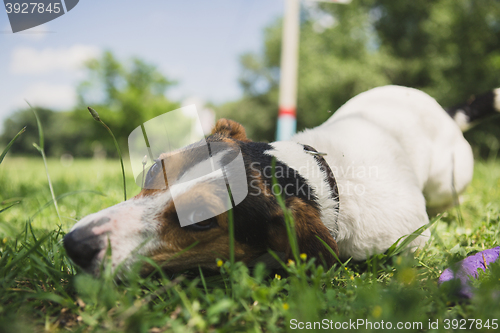 Image of dog lies on the grass