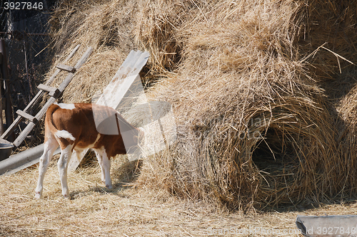 Image of calf eating hay buried his head in the haystack