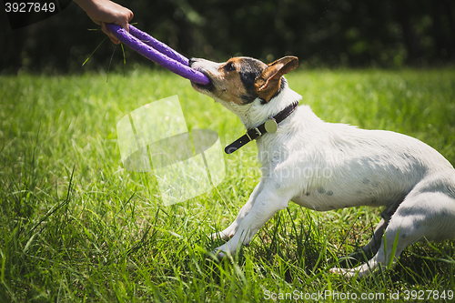 Image of man plays with a little dog on the grass