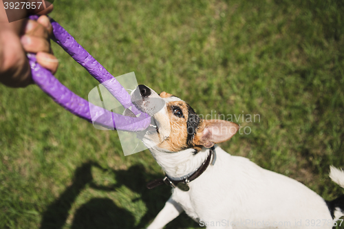 Image of man plays with a little dog on the grass