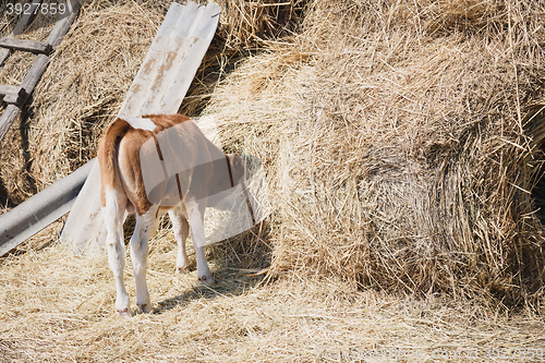 Image of calf eating hay buried his head in the haystack