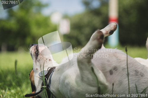 Image of dog lies on the grass