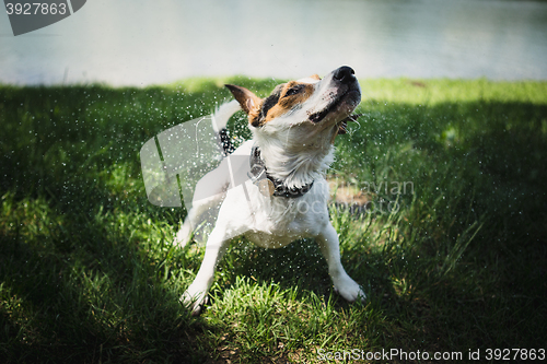 Image of dog shakes off water after bathing in the river