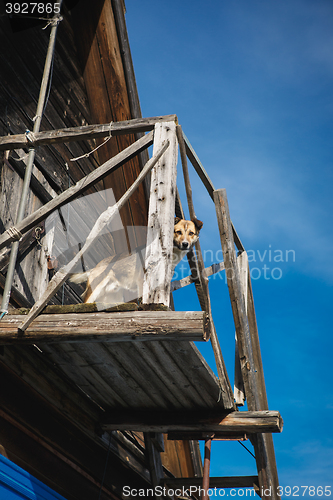 Image of the dog is standing on the balcony