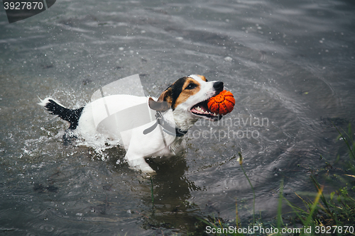 Image of dog plays with a ball in the river