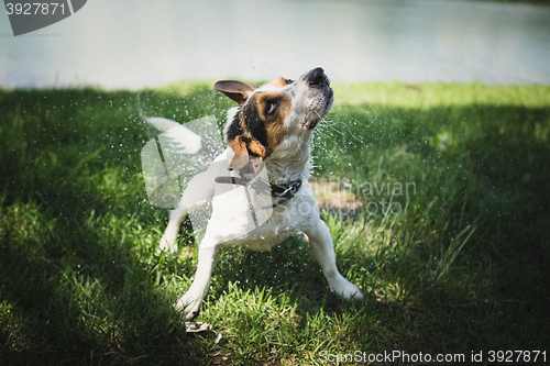 Image of dog shakes off water after bathing in the river